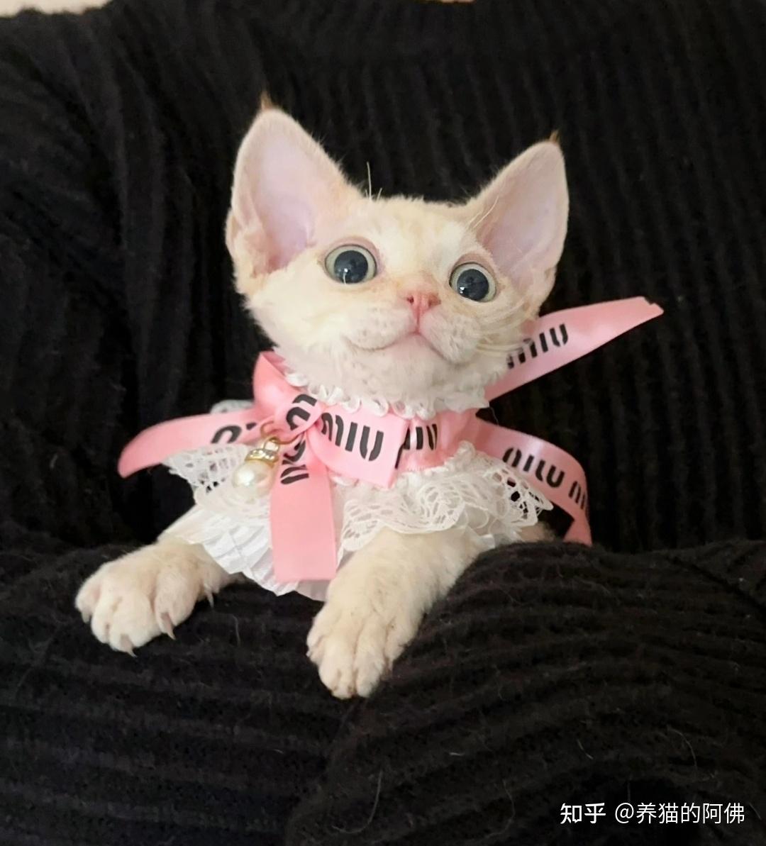 德文卷毛猫如何辨别品相? - 知乎