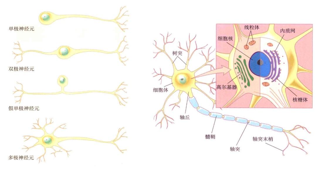 假单极神经元图图片