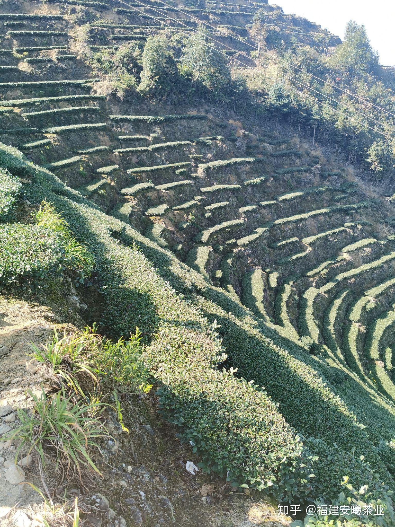 内安溪之龙涓 - 知乎