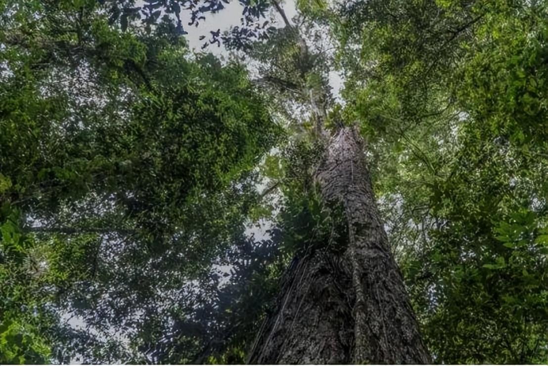 比29层楼还高!亚马孙雨林最高的树被发现,但世界最高树超它30米 - 知乎