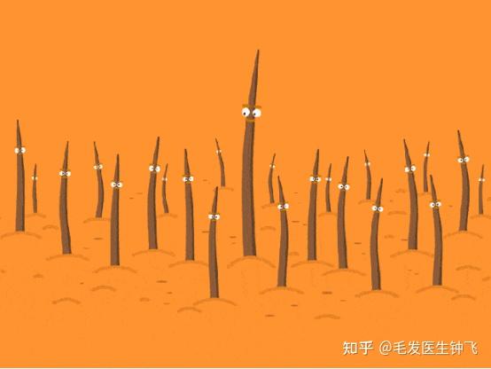 掉下来的头发发根有个小白点，是毛囊吗？ - 知乎