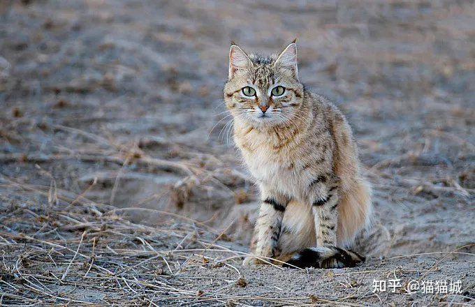 家猫野猫流浪猫怎么分辨? - 知乎