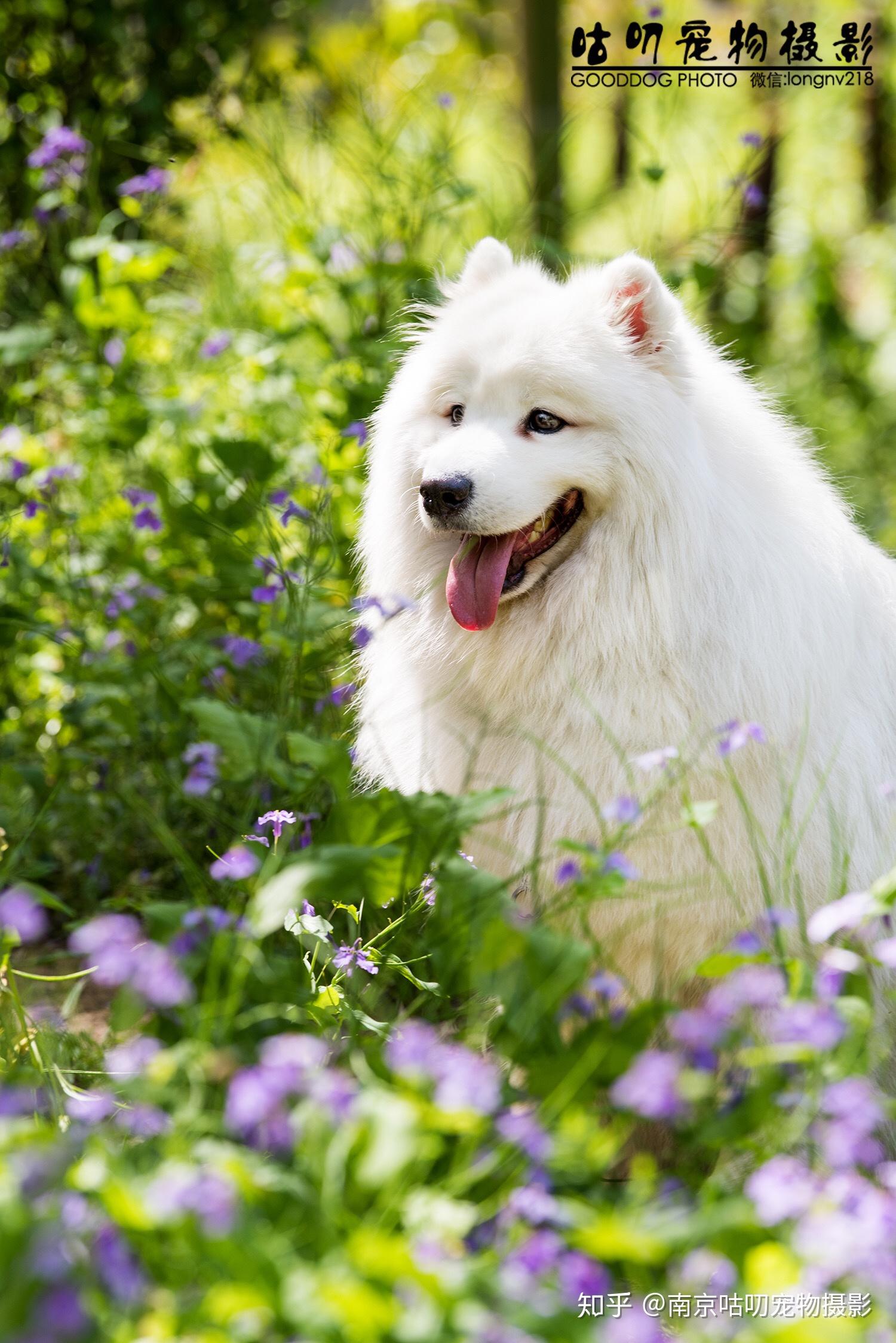 萨摩耶写真 南京宠物摄影 南京宠物写真 南京咕叨宠物摄影
