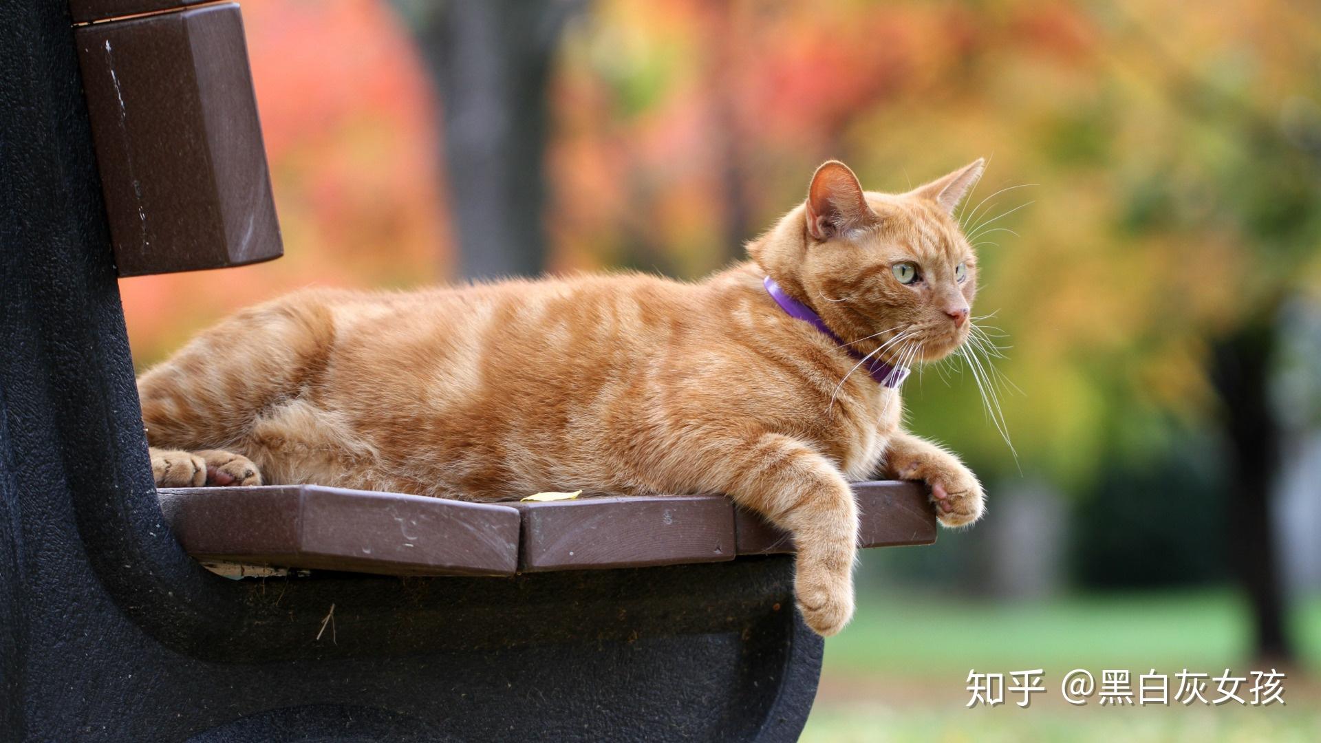 在英国就有一只猫,它叫卡斯帕,每天早上十点钟,卡斯帕就会准时跳上3路