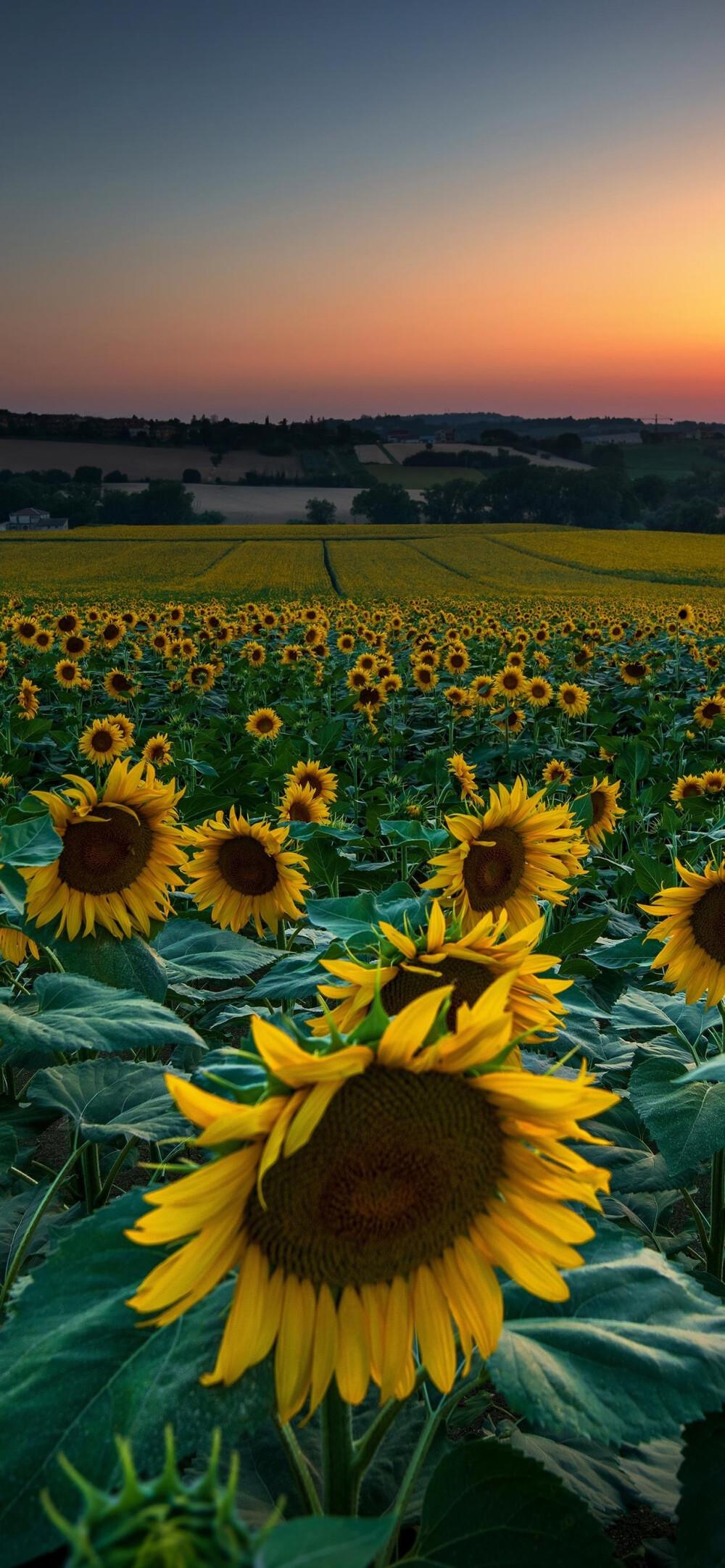 有没有什么微信聊天背景好看又不影响看消息的图片? - 知乎