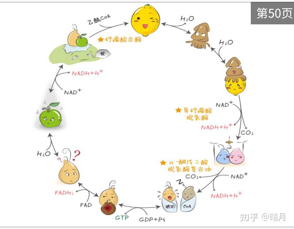 三羧酸循环 漫画图片