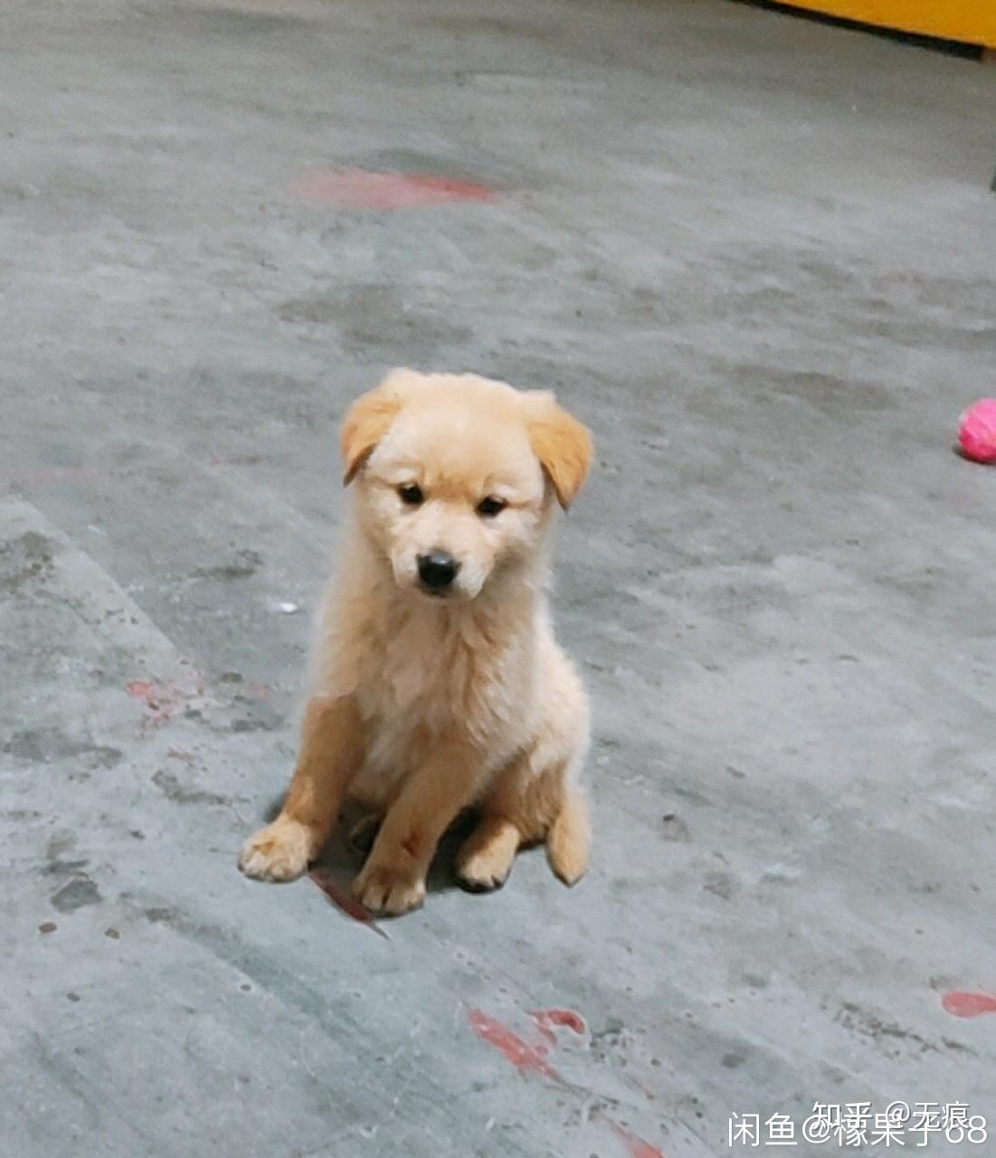 金毛幼犬 - 知乎