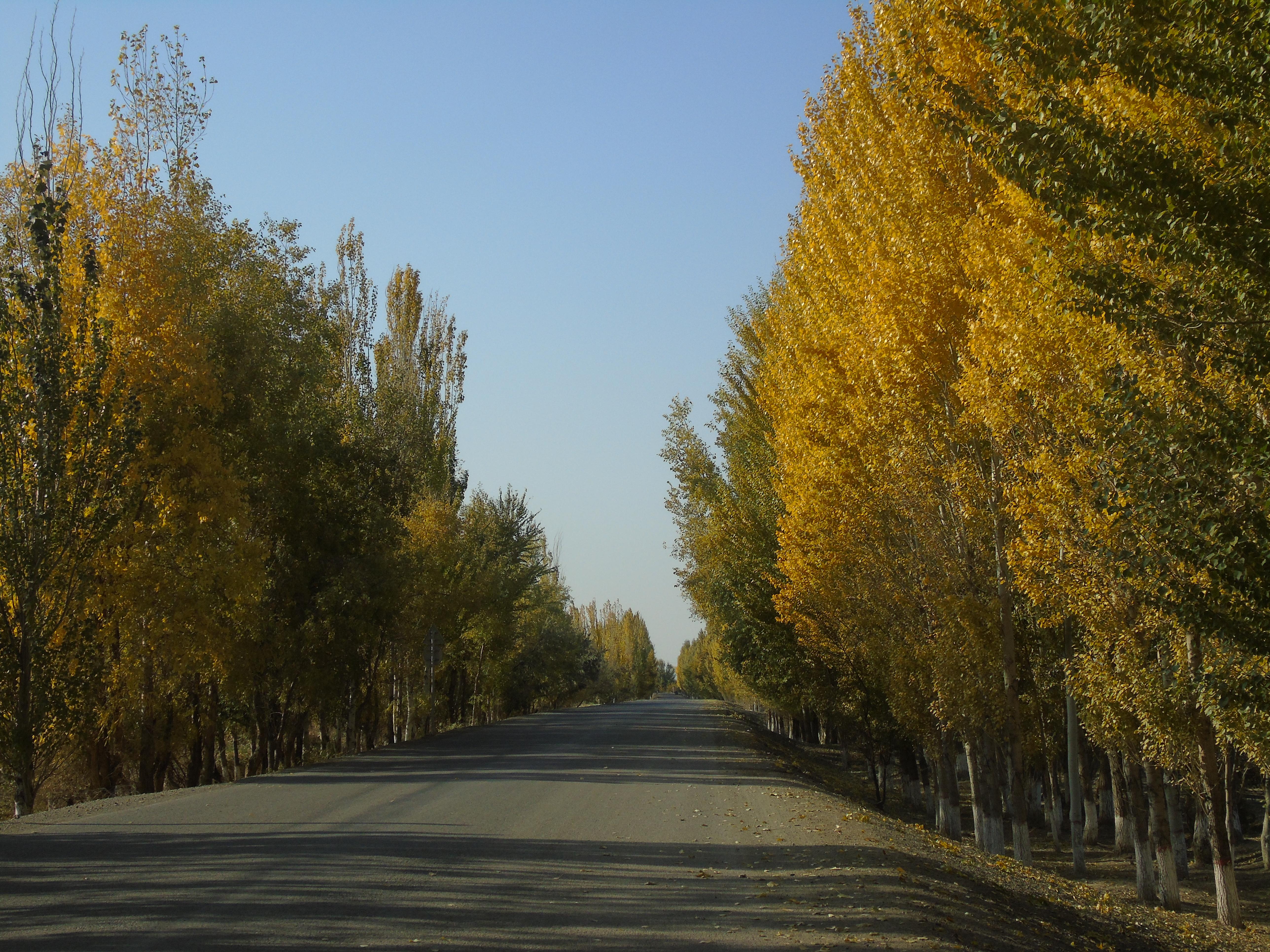 如何看待敦煌阳关林场万亩防护林遭剃光头式砍伐,以葡萄园来作为替代