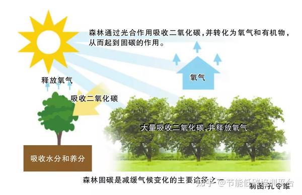 森林碳汇项目开发流程及前景展望 | PPT - 知乎