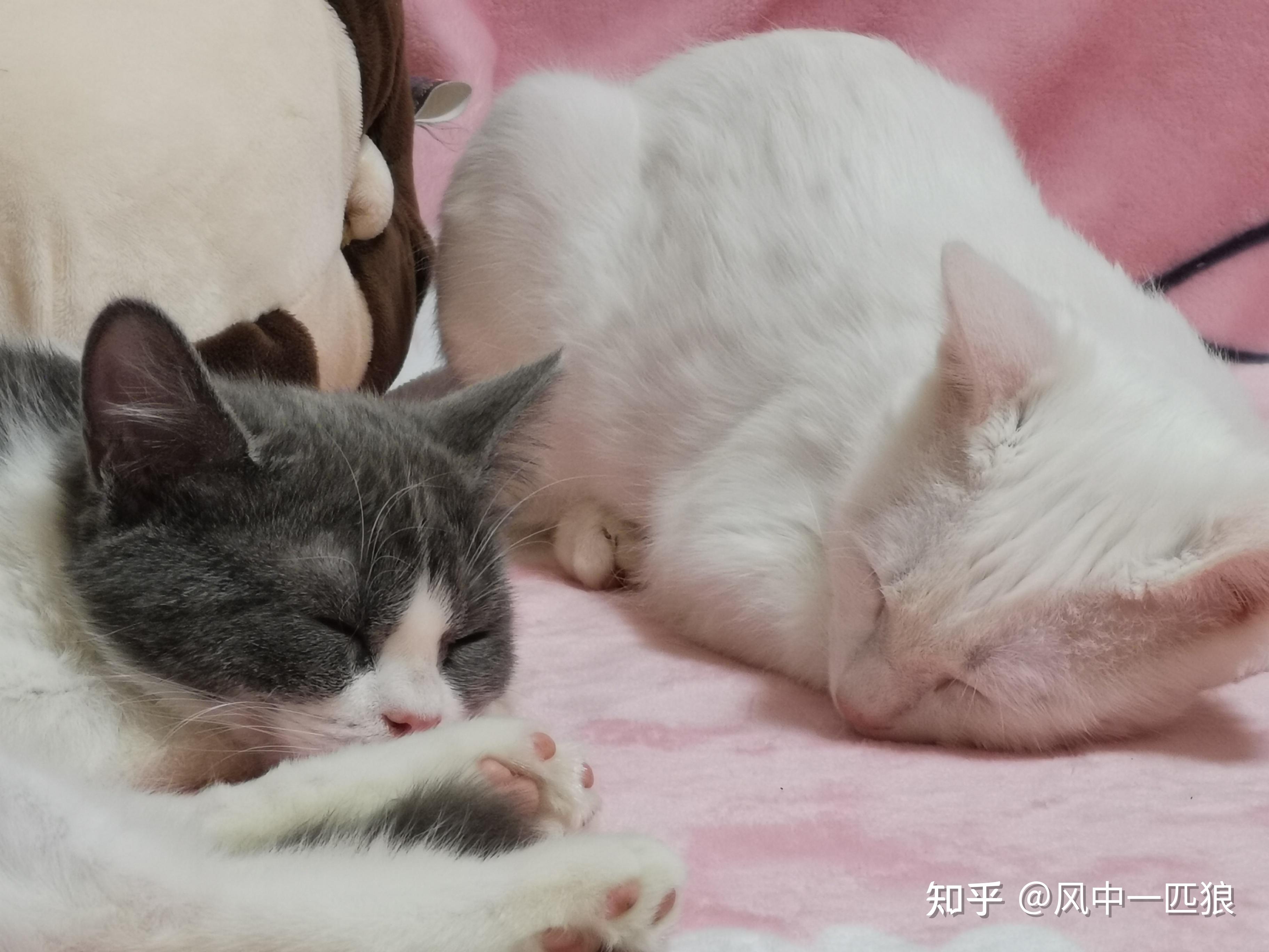 猫咪怎么样才会得猫癣 v2-4a1bce8afb85fbf959684ec7134172f8_r.jpg