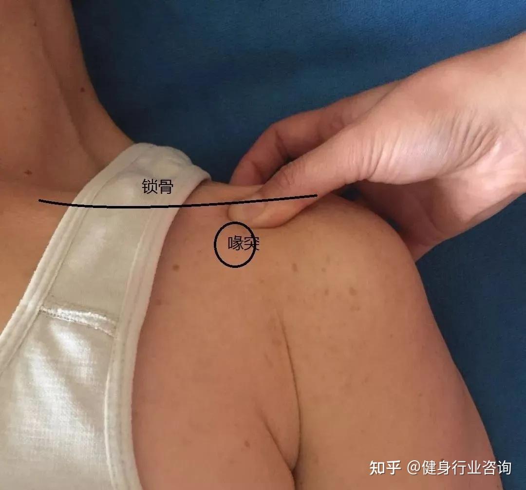 肩胛骨及其周围软组织触诊定位专业分享值得收藏拥有