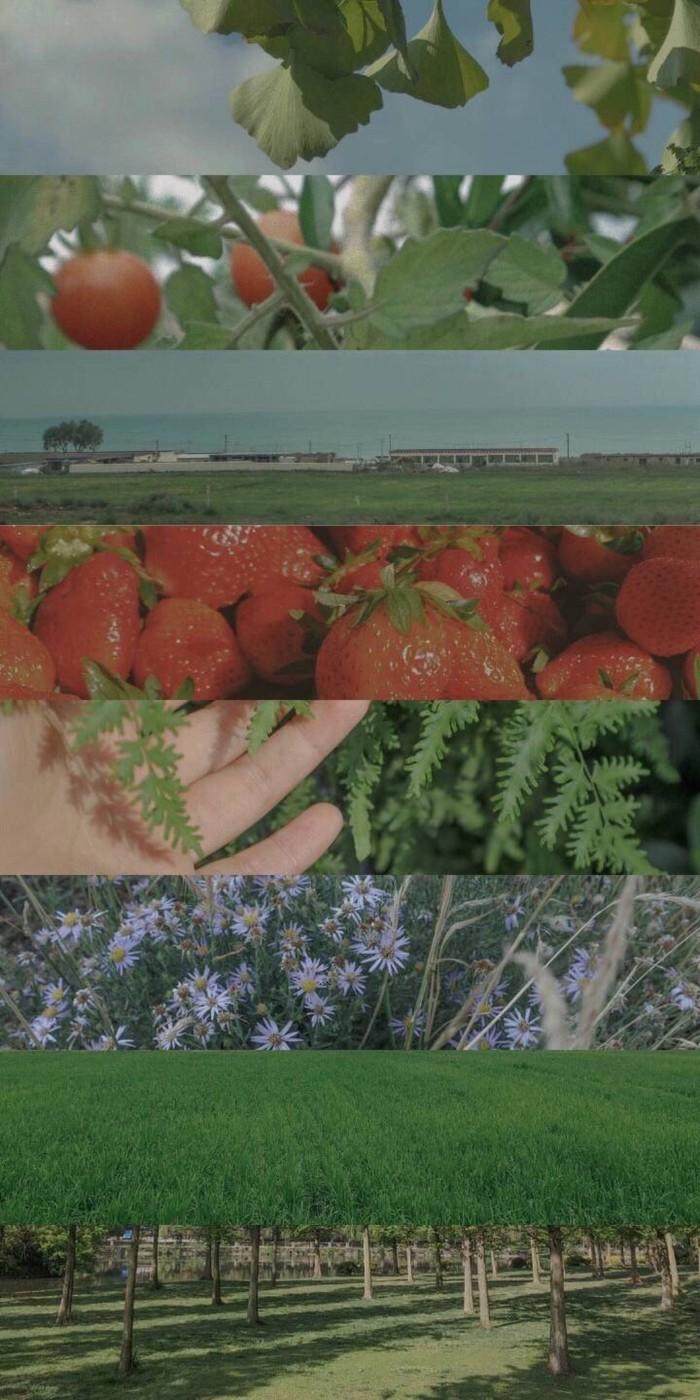 极富美感的绿色系壁纸(无水印)(绿色壁纸唯美可爱)