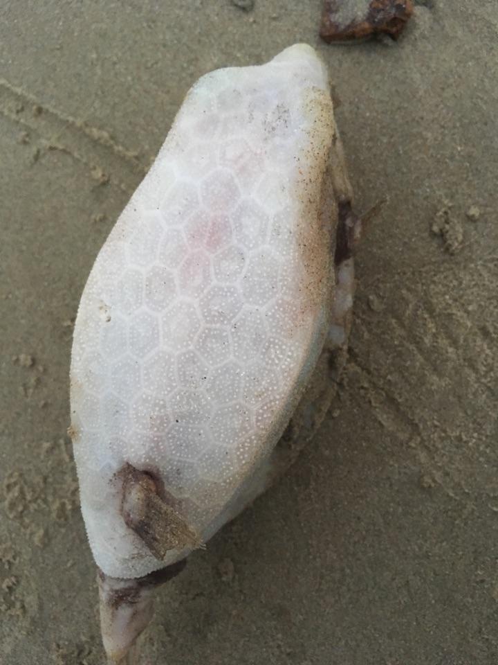 请问这是什么鱼带壳子的