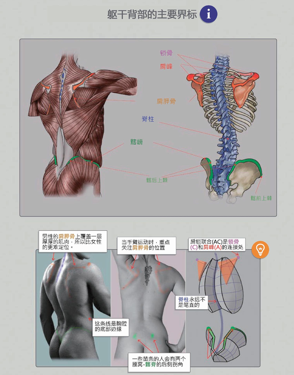 人体教程 躯干结构的骨骼与肌肉讲解 知乎