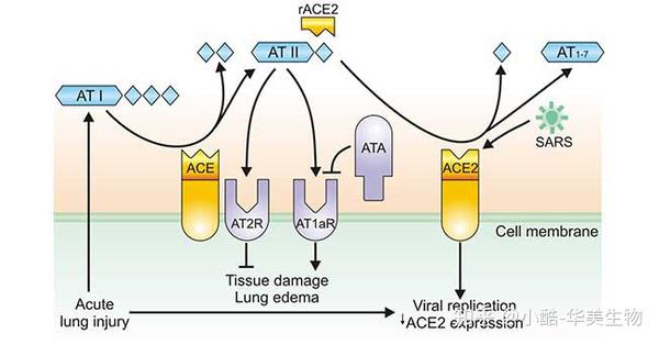 ace2新型冠状病毒入侵人体的靶标