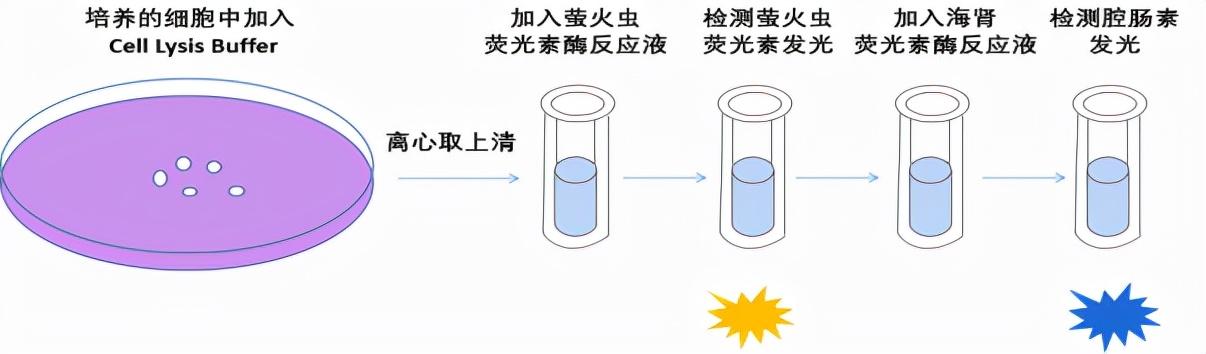 双荧光素酶报告基因检测的实验流程