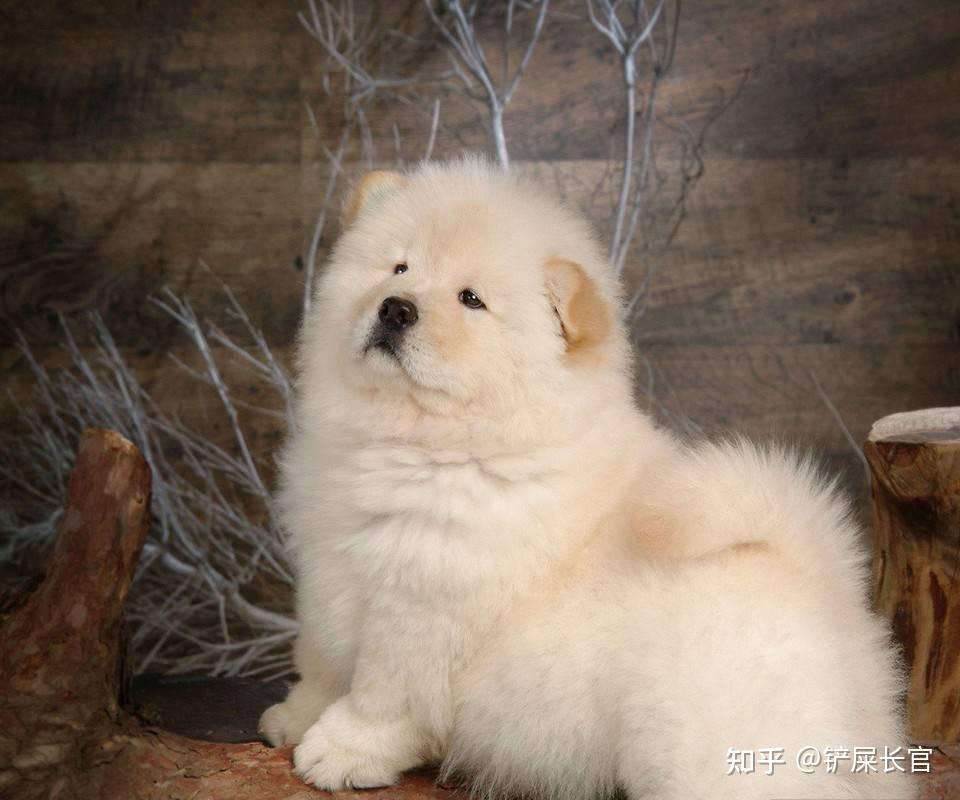 松狮犬好养吗?铲屎官的注意事项 - 知乎