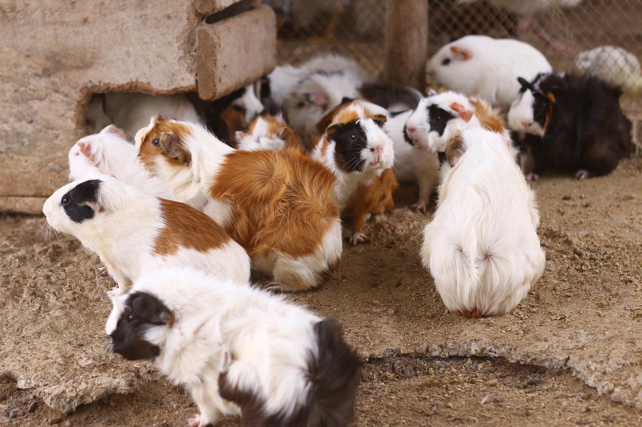 鸟儿的歌唱舞台