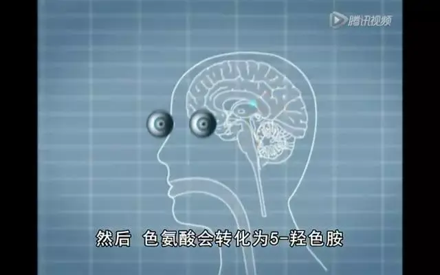 而高蛋白质的食物,高蛋白质会转化成氨基酸,氨基酸将组织色氨酸进入