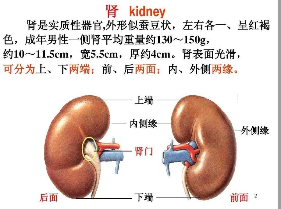 肾蒂名词解释图片