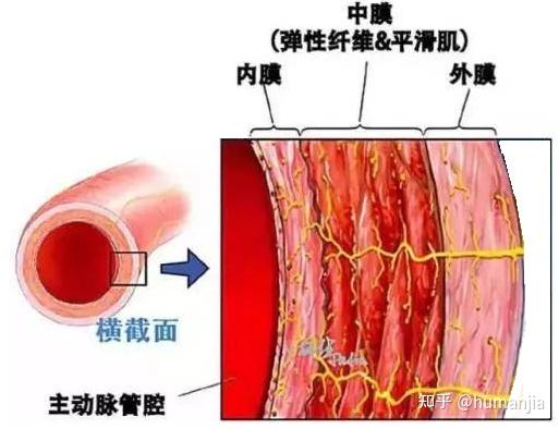 什么叫动脉夹 v2-4a355c009d5efac2bec6e94af5ca97d4_r.jpg