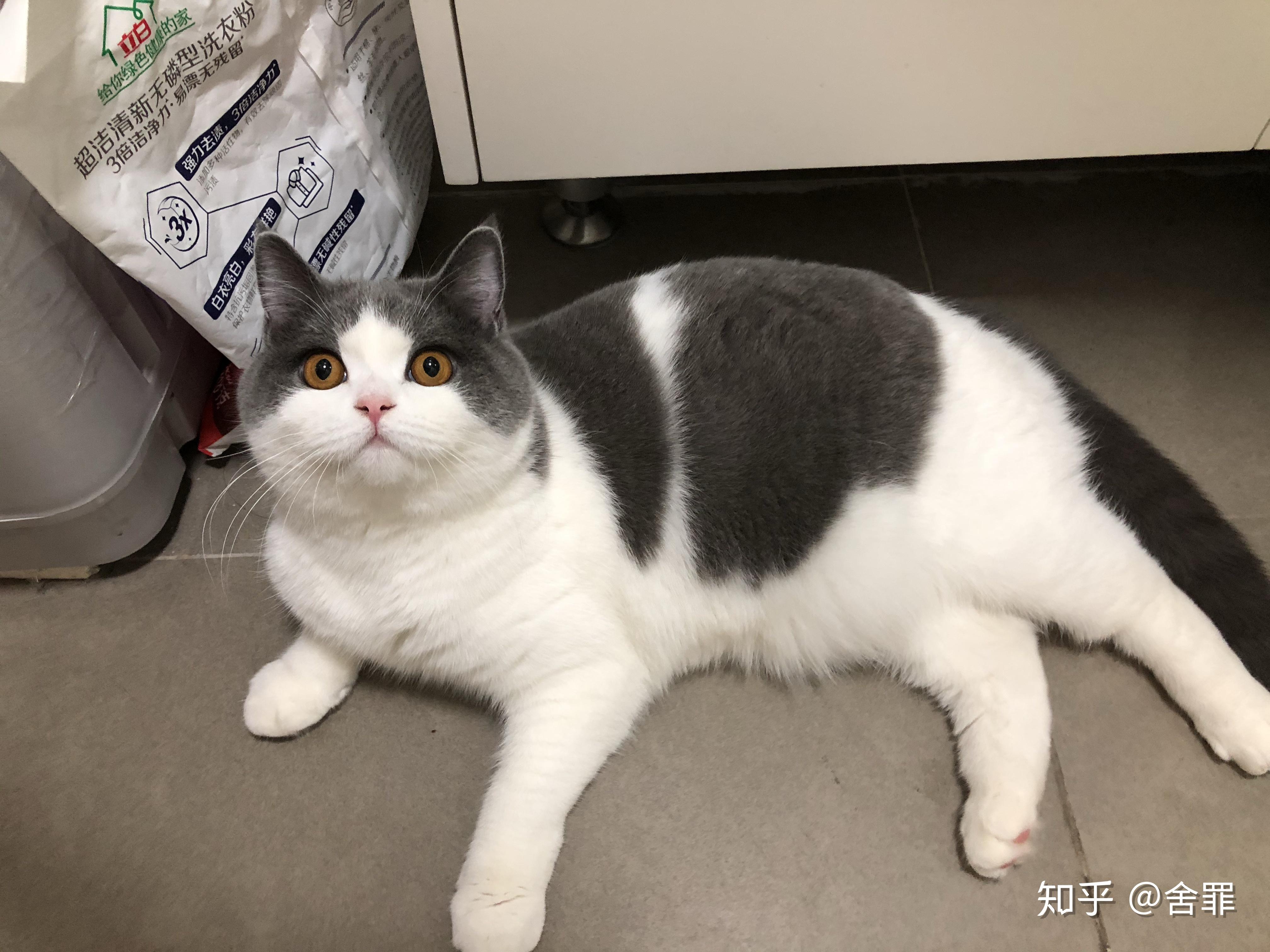 灰白色肥胖可爱小猫咪照片宠物分享中文电脑桌面 - 模板 - Canva可画