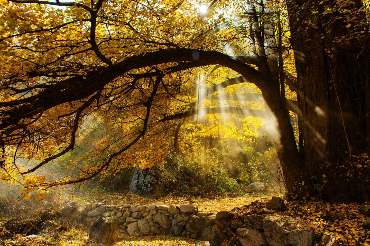 壁纸 秋天美丽的公园，黄色的枫叶，树木，潮湿的道路 2560x1600 HD 高清壁纸, 图片, 照片