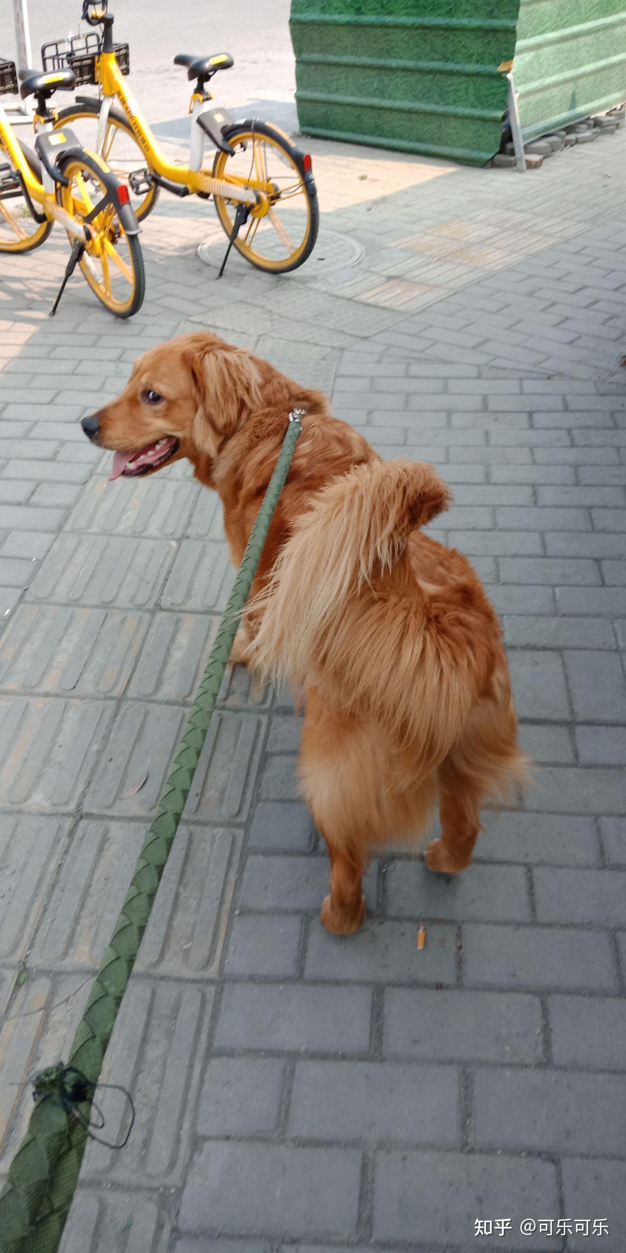 金毛尾巴会卷起来吗? - 知乎