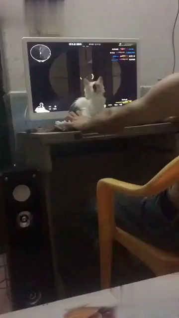 为什么猫的反应速度比人快,但是逗猫的时候看