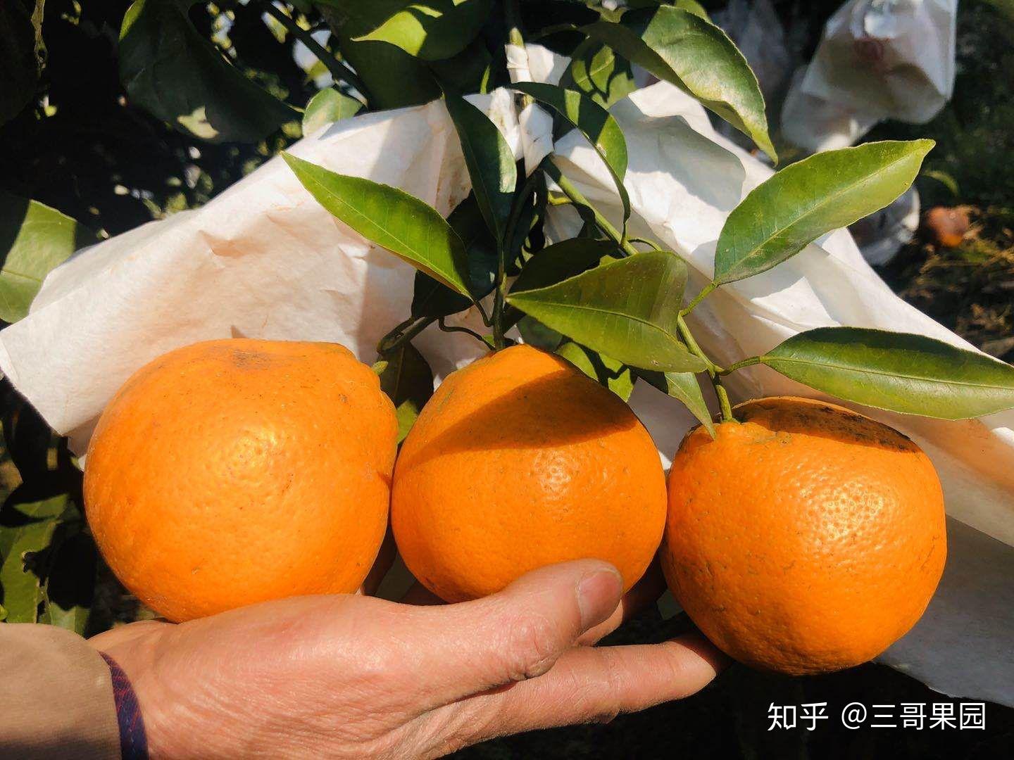 三个耙耙柑的热量(一个耙耙柑的热量)