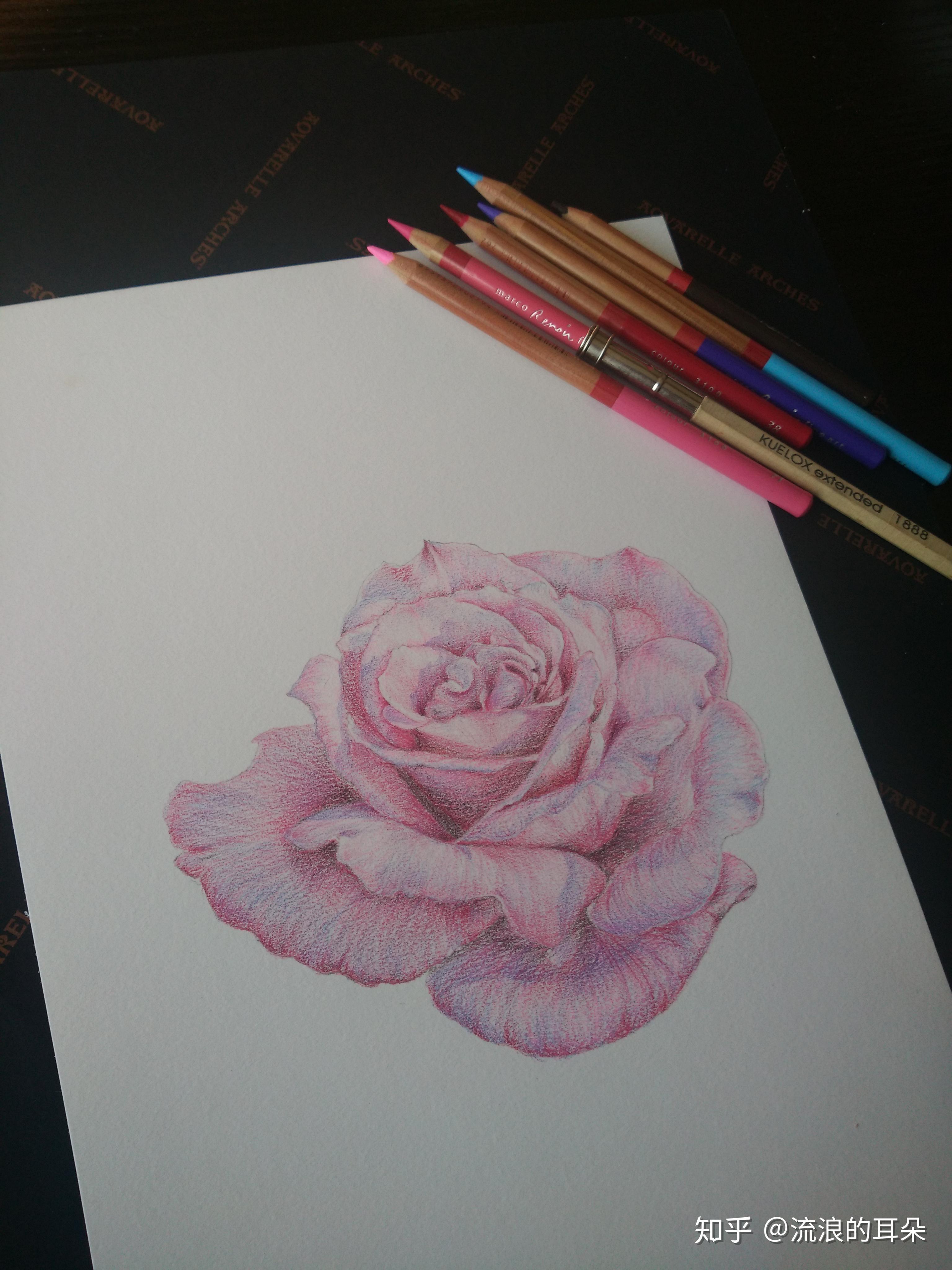 月季手绘过程 - 知乎