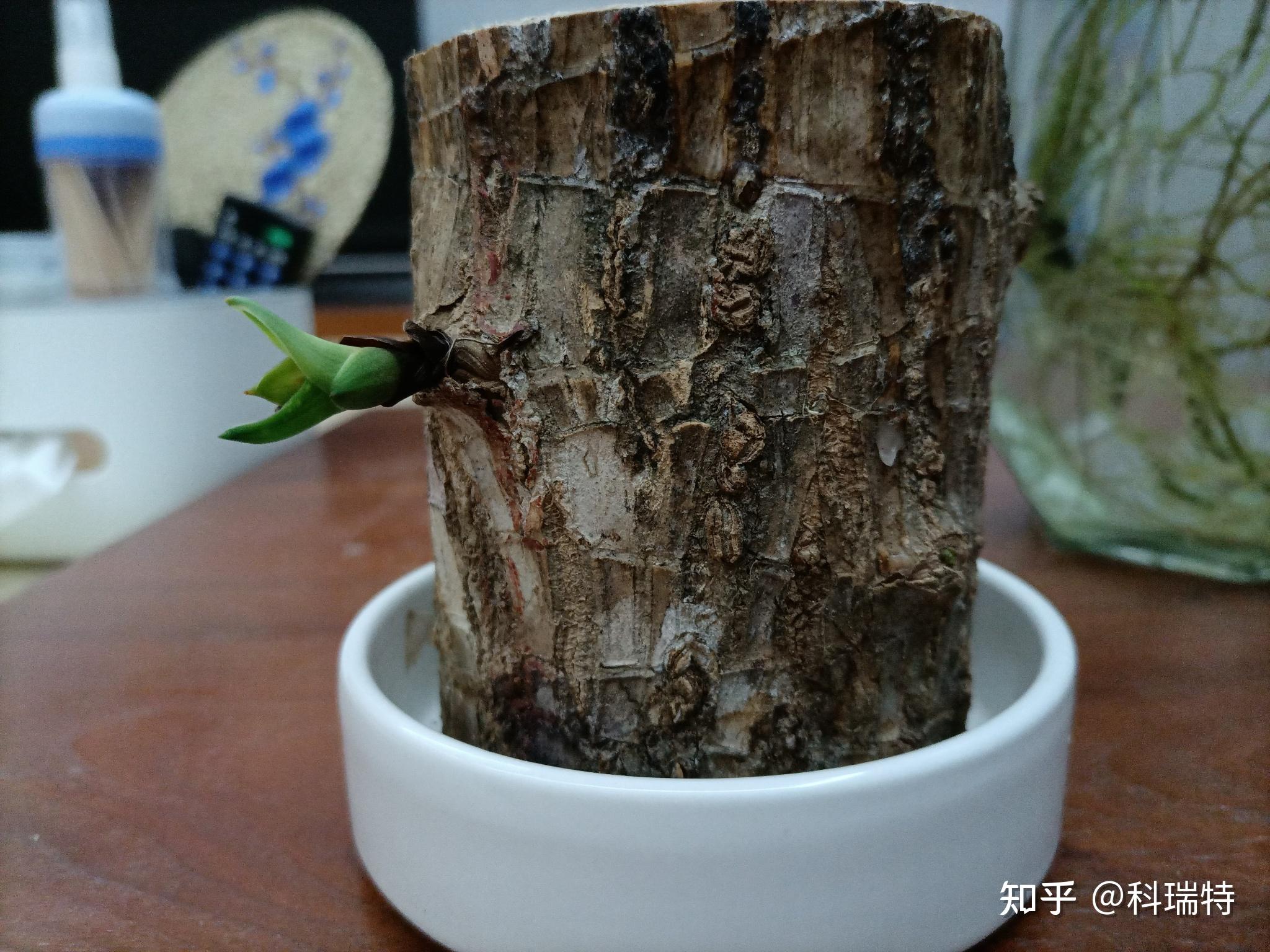 巴西木 - 知乎