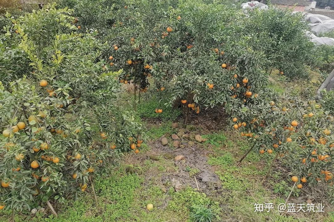 你瞧,那圆而扁的橘子,多么惹人喜爱,多么橙黄啊,真像一只只小皮球