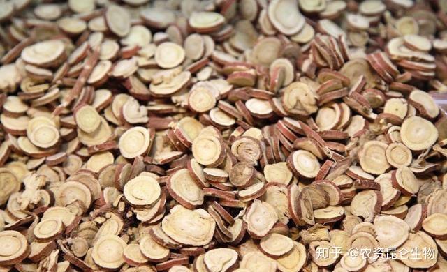 现在能种啥药材 v2-4a5d0a5a0d78fadd507da4ab4502e5bc_r.jpg