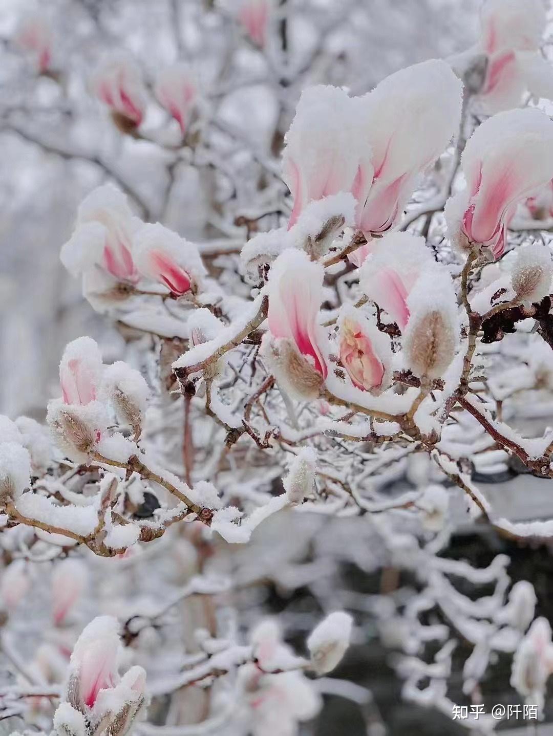 美的不像話三月桃花雪阡陌