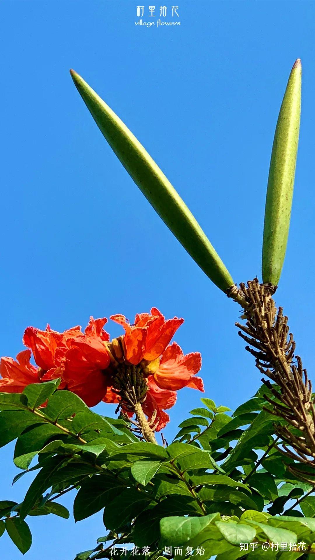 「火焰树」花开如其名,结种像杀鱼! - 知乎