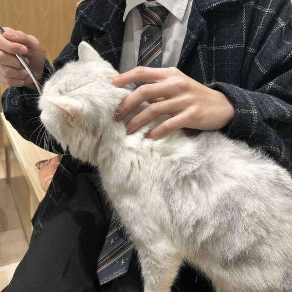有没有男生抱着猫的头像呀