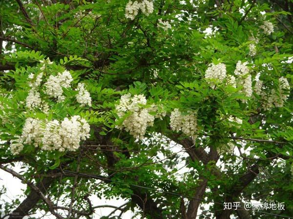 刺槐木地板好不好？刺槐木地板的优缺点汇总 - 知乎