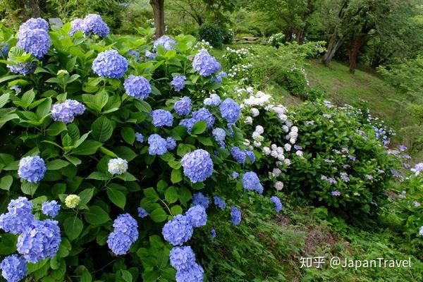 去日本哪里看绣球花最好 神奈川你不能错过 知乎