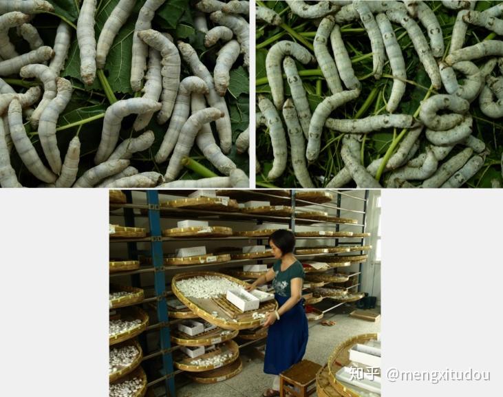 品种性能突出,特色鲜明,品质优良,它们的育成丰富了我国蚕品种的结构