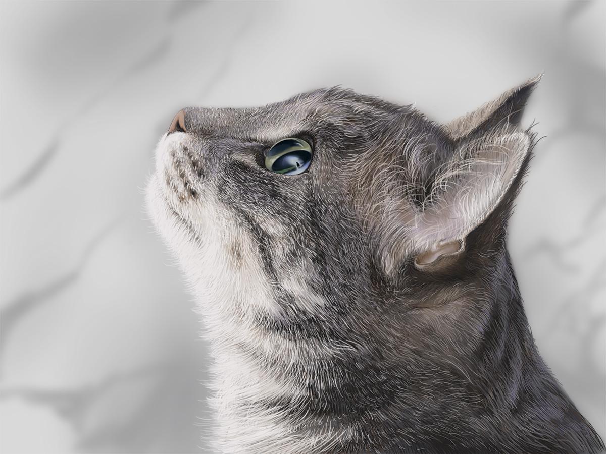 超写实绘画猫