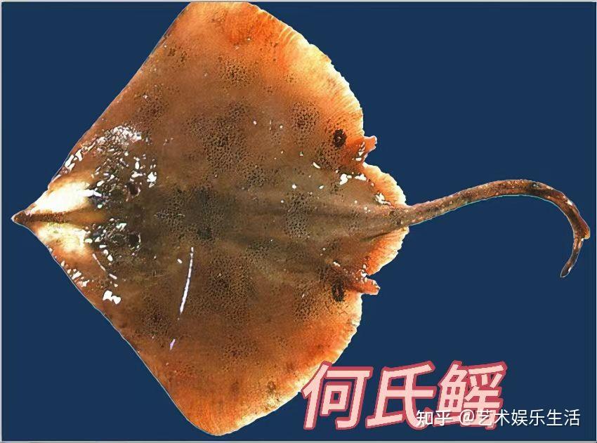 9种鳐科的鱼类,隐藏在深海的鱼类 - 知乎