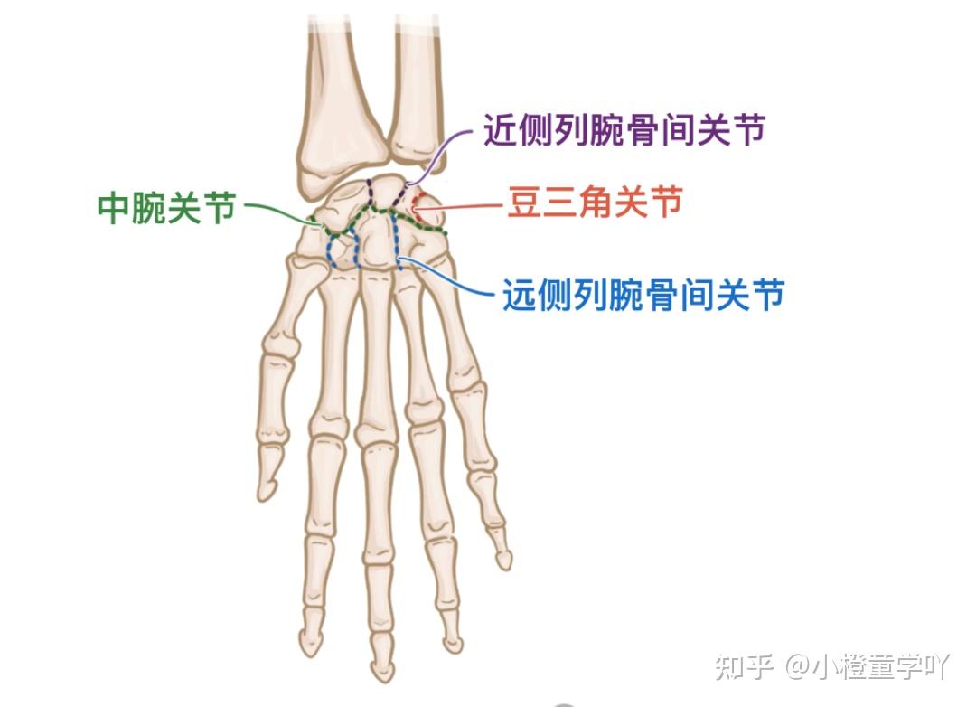 一文讲透腕关节和手关节解剖 - 知乎
