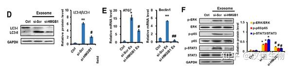 自噬干货分享系列之经典自噬研究 - 知乎