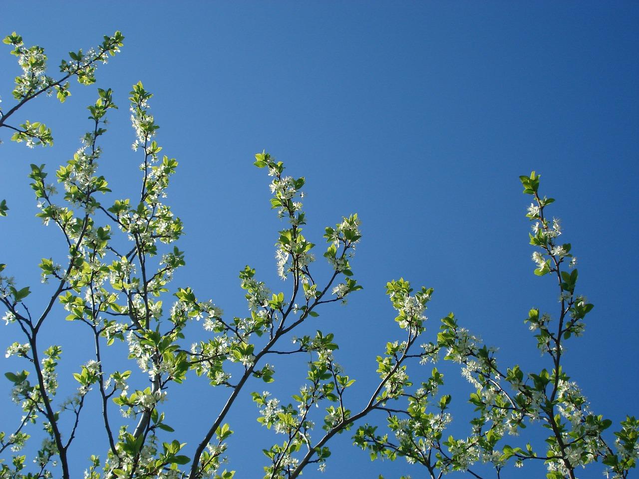 密枝红叶李为什么好