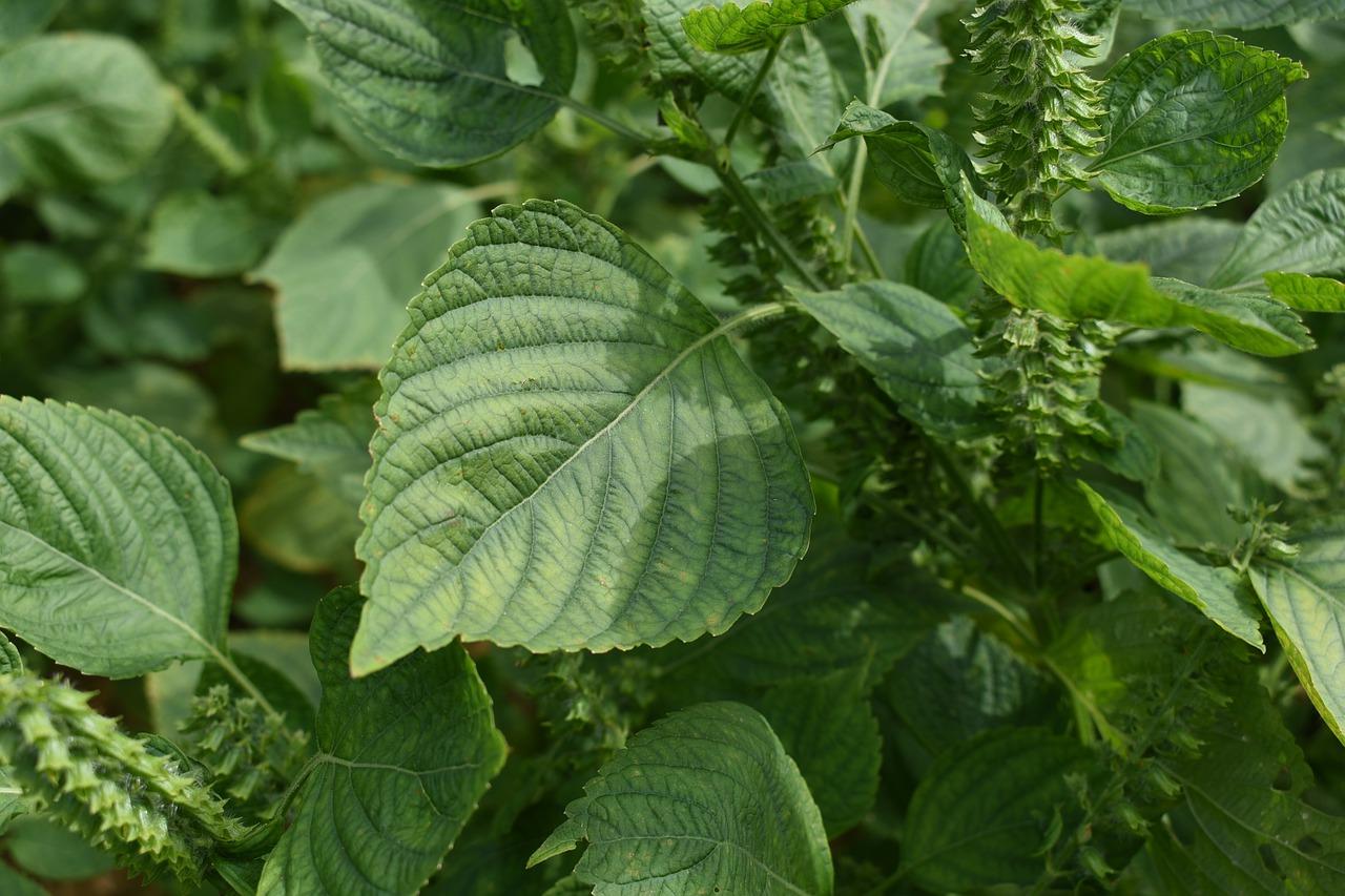 2. 紫苏叶市场价