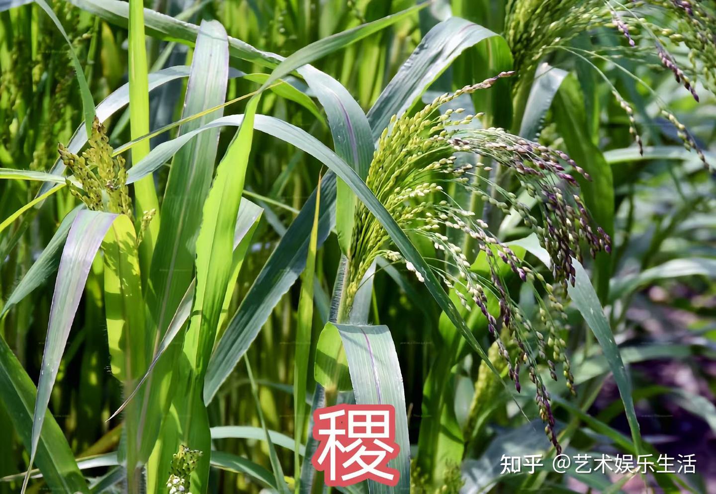 黍稷曾经是华夏民族很长一段时间的第一主粮 - 知乎