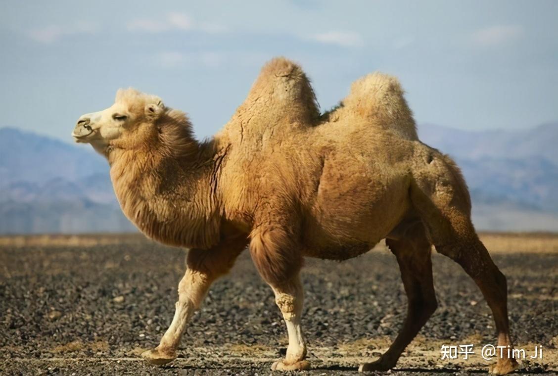 柳宗元《种树郭橐驼传》中"橐"字当读luò还是tuó? - 知乎