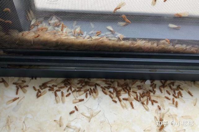 白蚁有翅繁殖蚁突然增多的原因有哪些