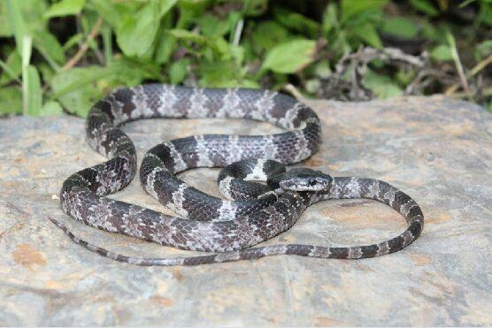 银环蛇白环蛇和白链蛇怎么区分